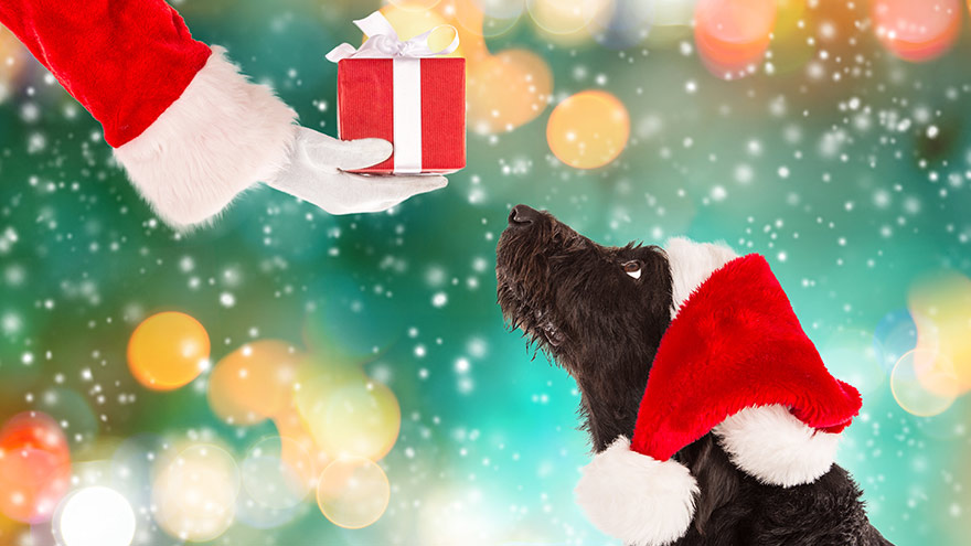 Dog in santa hat getting gift from Santa